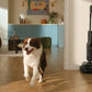 VACUUM CLEANER F25 STEAM/BLACK WD6Y6A522-00 ROBOROCK