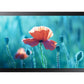 SAMSUNG QB13R-TM 13inch FullHD 16:9